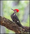 _2SB1180 pileated woodpecker